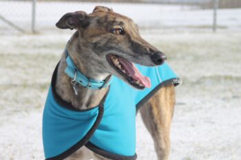 PetWireDaily — 4 Best Supplements for Greyhound Puppies (+1 to Avoid)