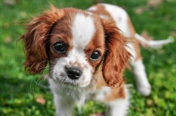 PetWireDaily — 4 Best Supplements for Cavalier Puppies (+1 to Avoid)