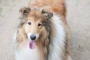 PetWireDaily — 4 Best Supplements for Collie Puppies (+1 to Avoid)