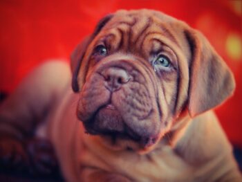 PetWireDaily — 4 Best Supplements for Dogue De Bordeaux Puppies (+1 to Avoid)