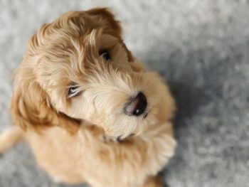 Goldendoodle puppy best supplements