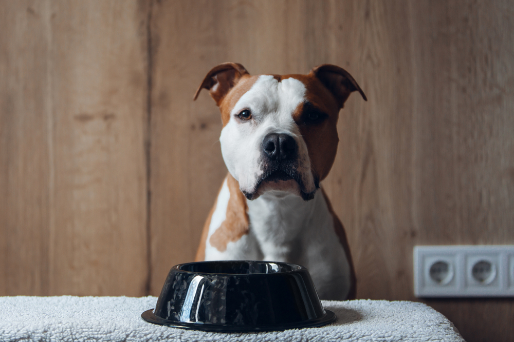 20 Best Foods for Pit Bulls with Allergies