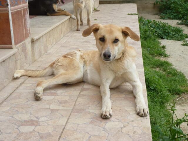 Chú chó bị ngược đãi được giải cứu ở Tunisia