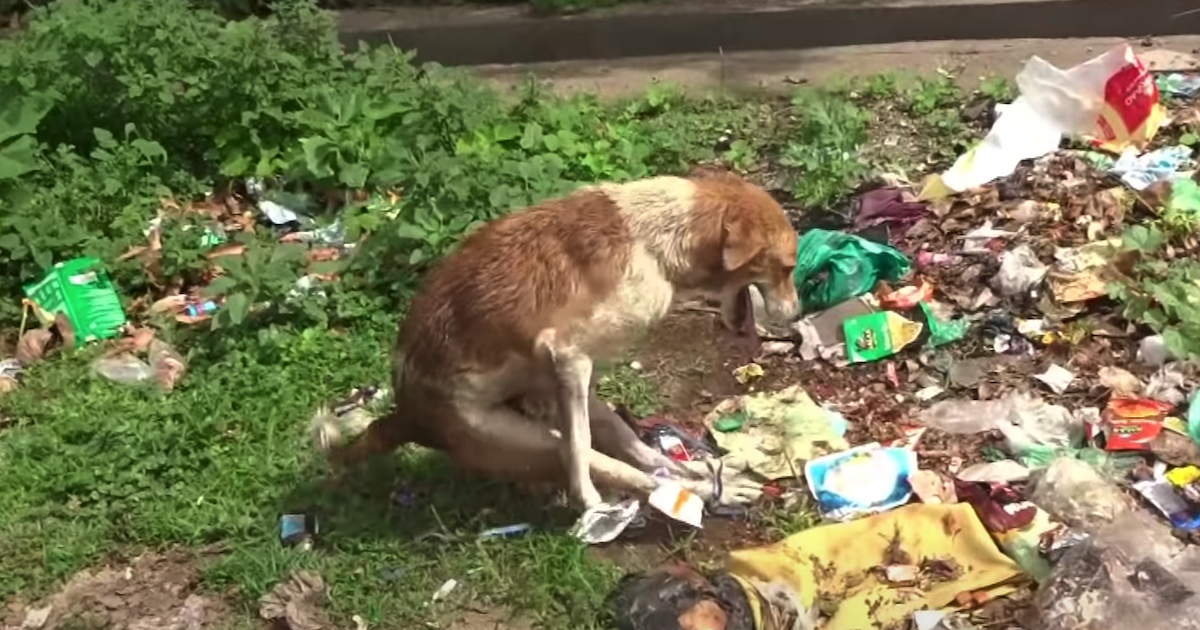 Paralyzed' Dog Found Amongst The Trash With His Back Legs Tied Together