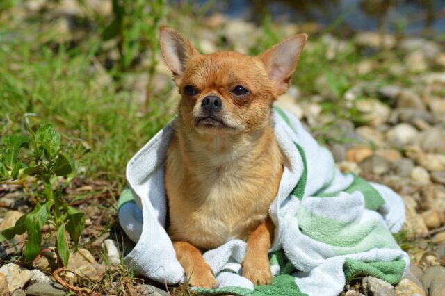 Chihuahua drying off with towel