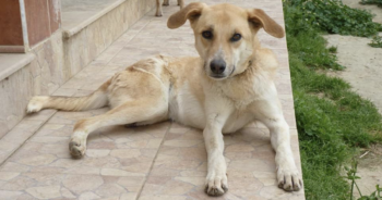 Dog at Tunisian shelter