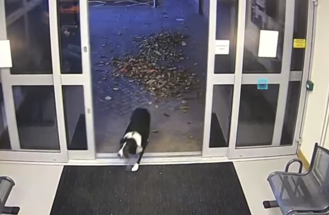 Dog entering police station