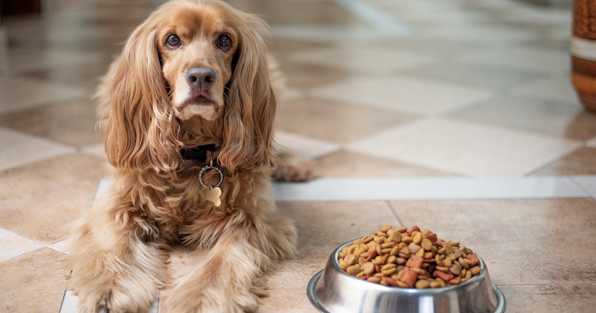 Dog food for picky eaters