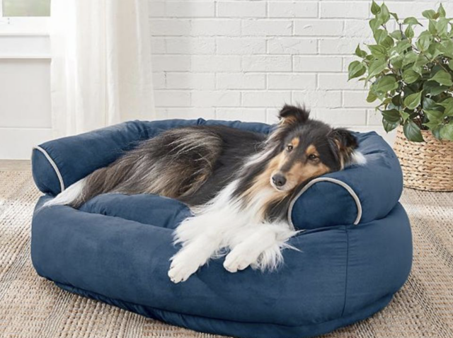 Dog laying in comfortable bed