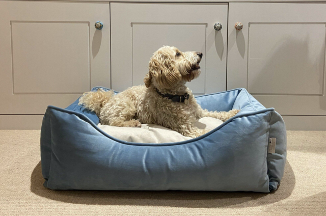 Dog resting in plush dog bed