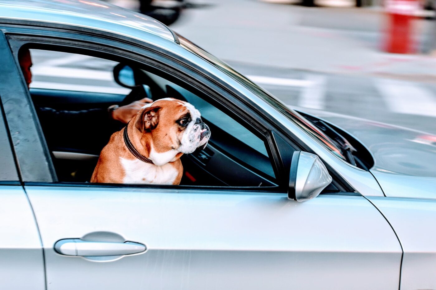 Dog riding in car