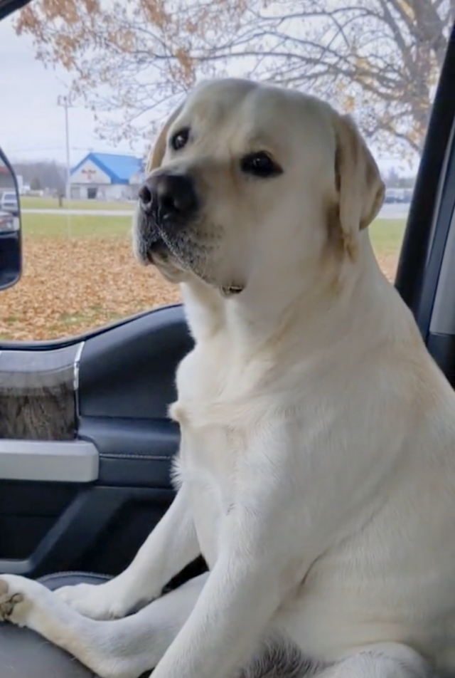 Dog sitting in passenger seat