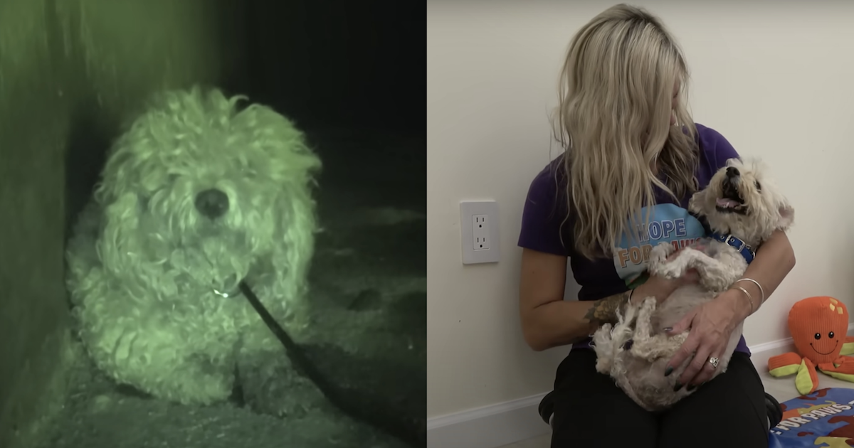 Devastated Dog Ended Up In LA River After His Human Passed Away