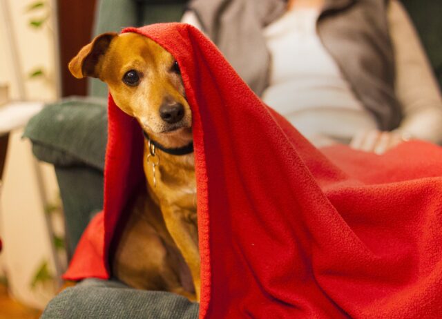 Dog under red towel