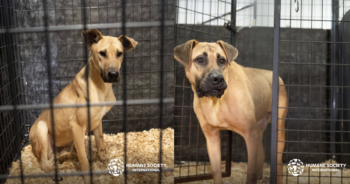 Dogs rescued from meat trade