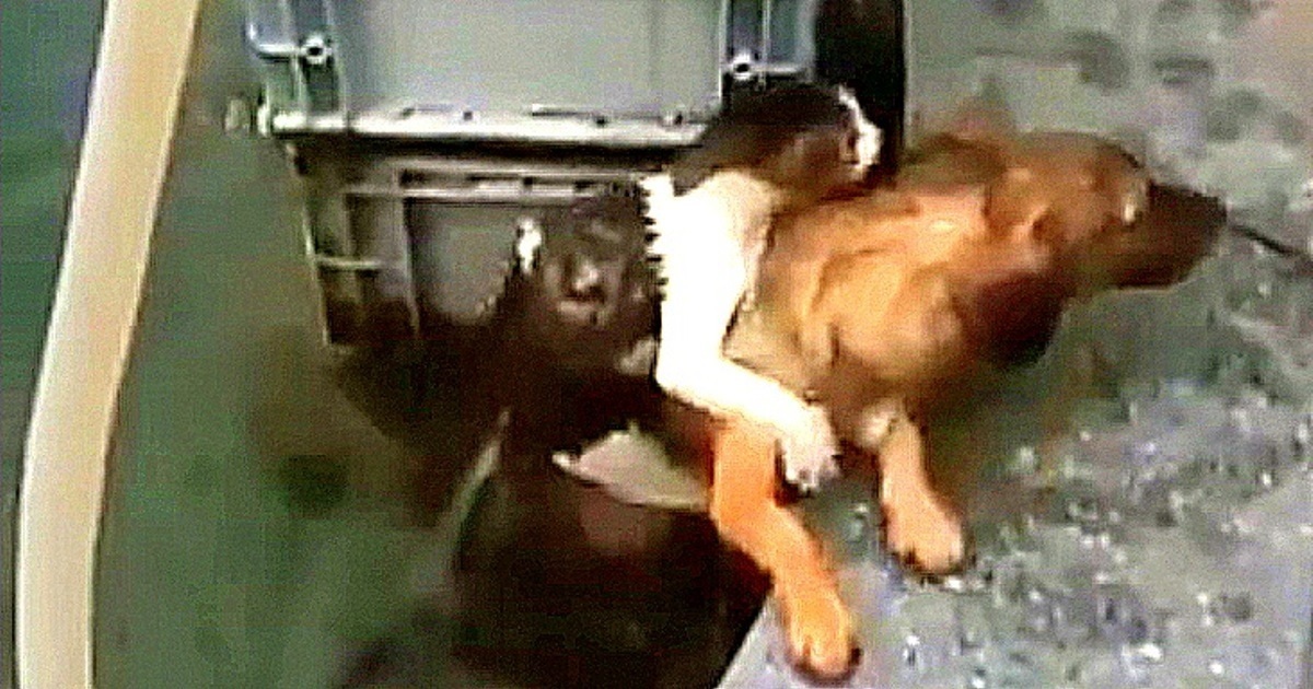 Con chó cứu con mèo chết đuối trong khi người phụ nữ quay phim cuộc đấu tranh của họ thay vì giúp đỡ họ