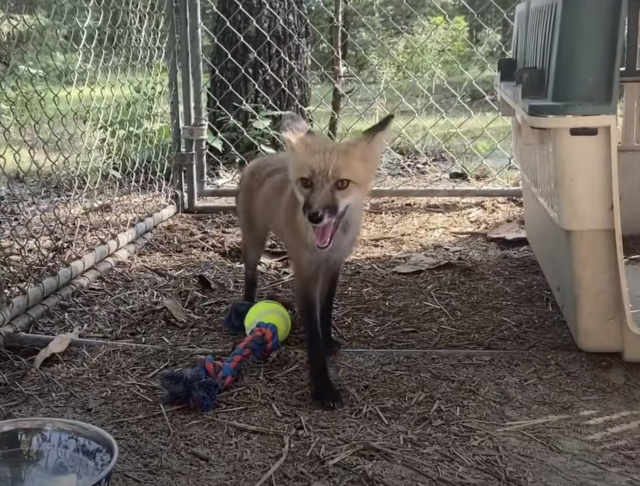 Fox in outdoor enclosure