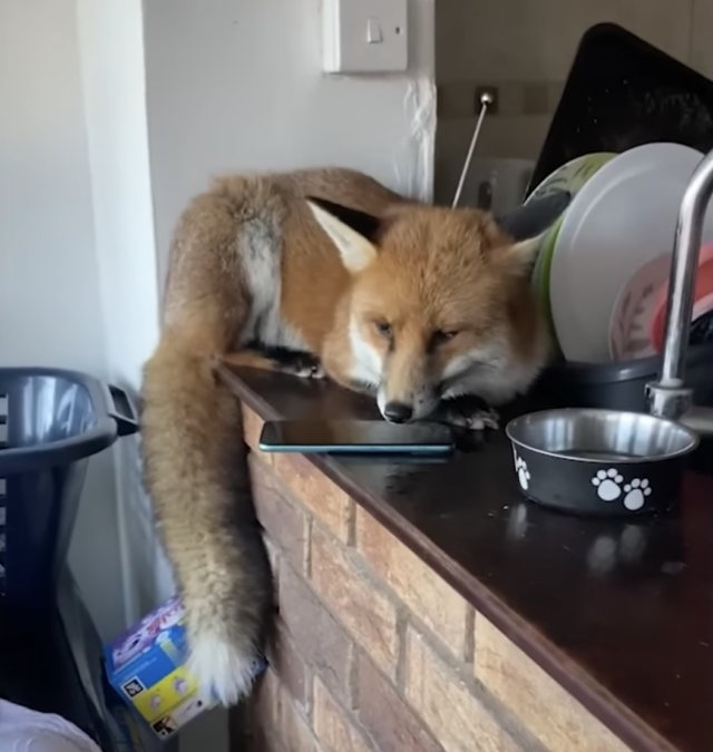Fox on kitchen counter