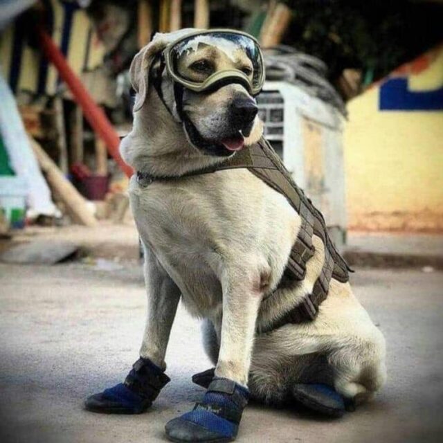 Frida search and rescue dog