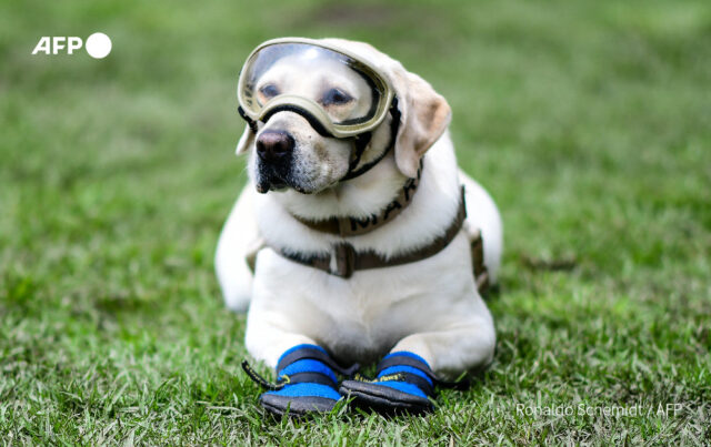 Frida wearing goggles and booties