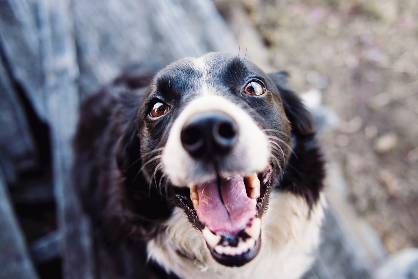 Happy dog with clean teeth