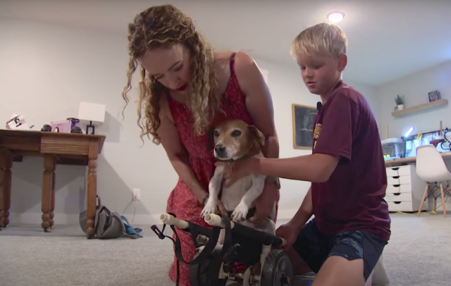 Helping dog into wheelchair