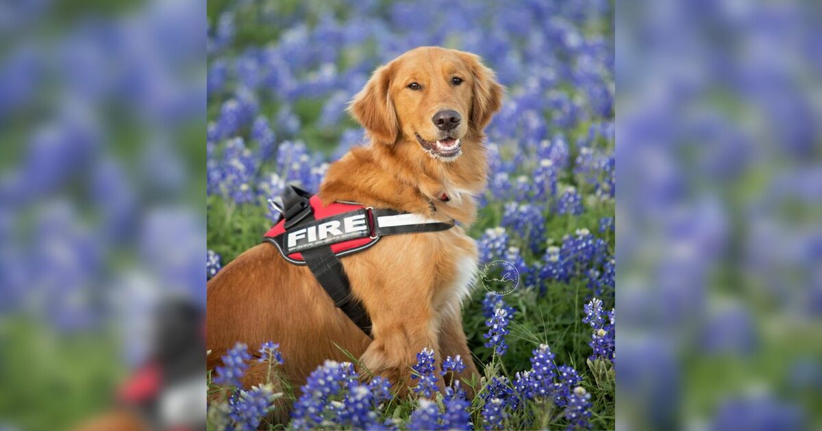Chó cứu hỏa Texas mở khóa cửa và cứu người phản ứng đầu tiên bị mắc kẹt