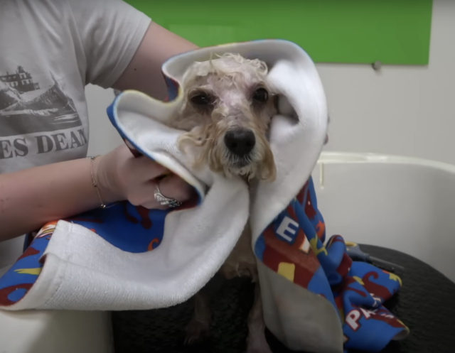 Rescue dog getting bath