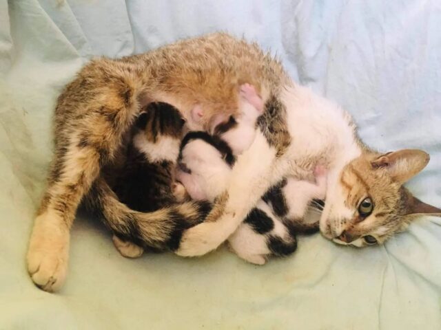 Stray cat with kittens