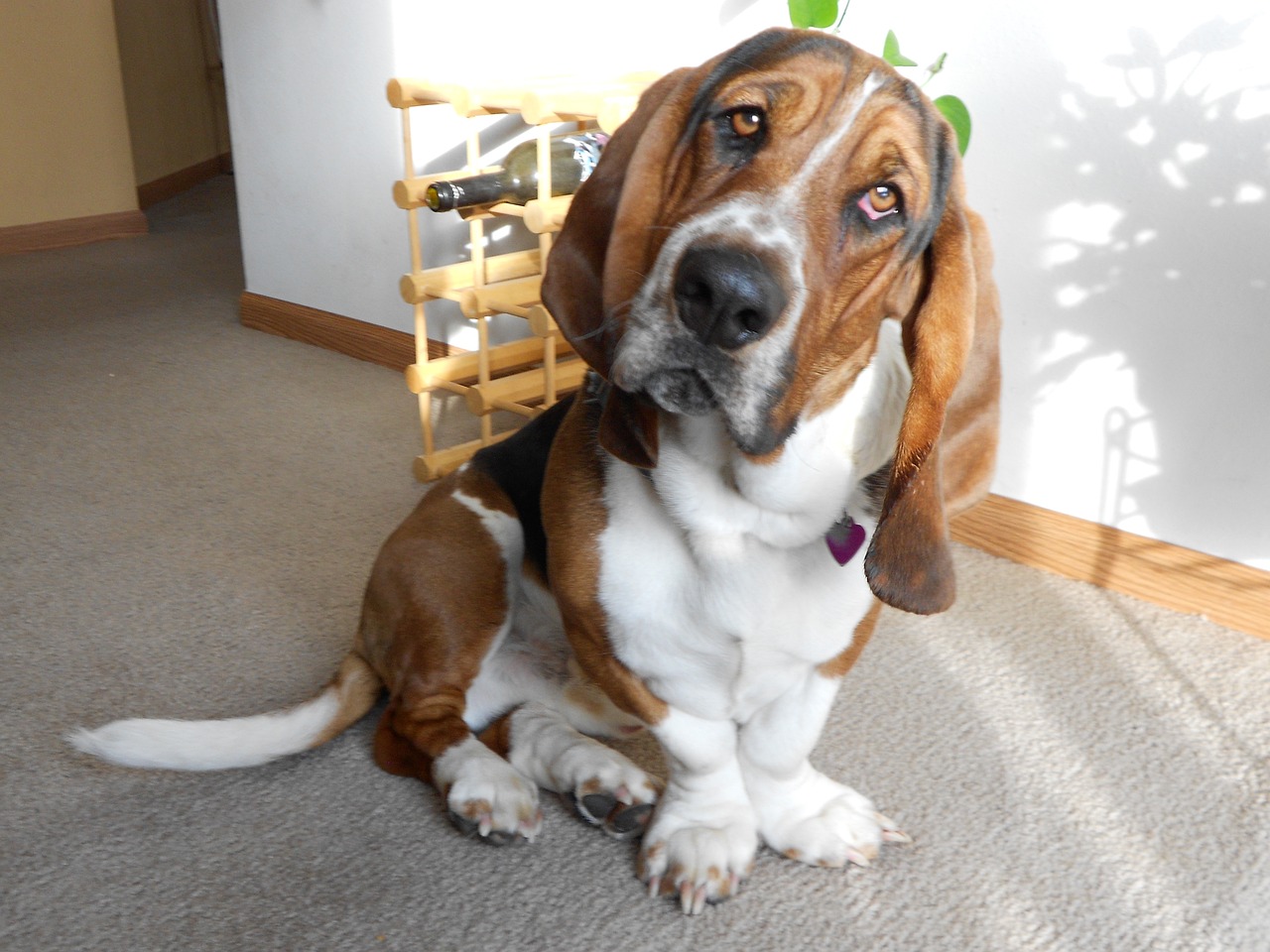 20 Foods For Basset Hounds With Sensitive Stomachs Dog News Web