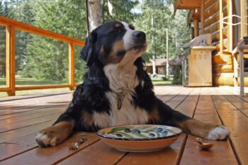 best fresh dog food for Bernese Mountain Dogs