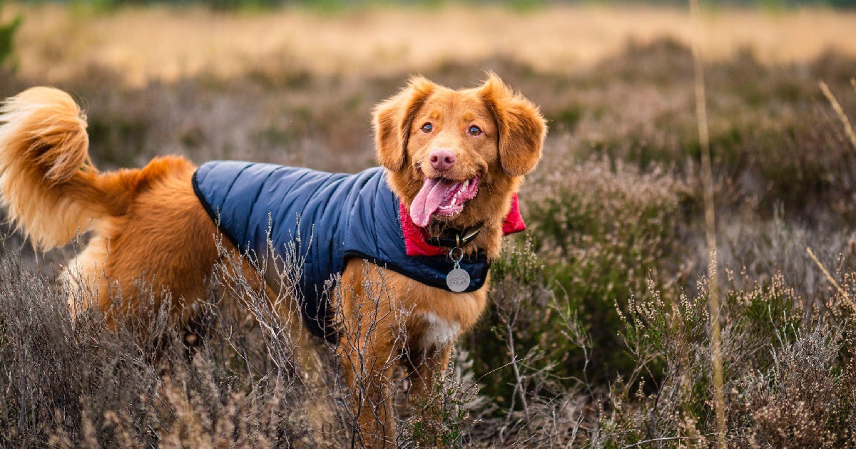 The 20 Best Winter Jackets For Dogs & Top Cold Weather Gear