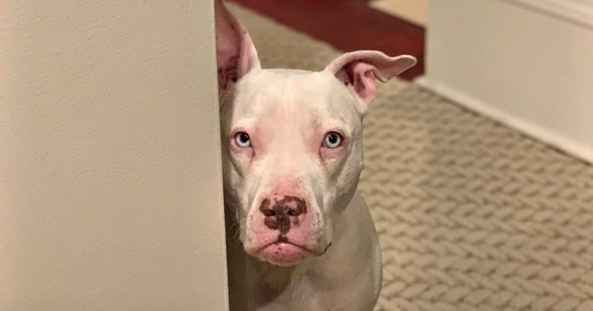 A Rehomed Deaf Pit Bull is Sure She Will Return To The Shelter Once