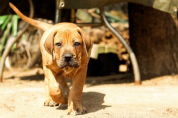 Mastiff puppy best supplements