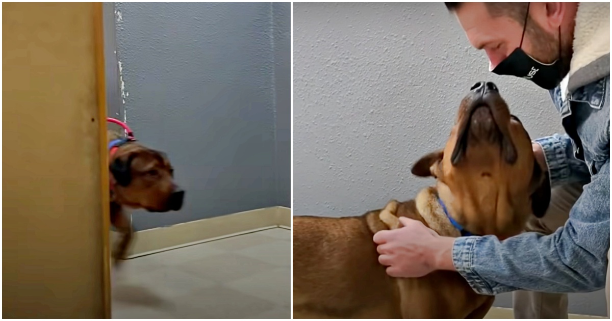 Con chó bạo lực được dẫn vào phòng gặp gỡ và chào hỏi của nơi trú ẩn, kẻ mạo hiểm trốn xuống