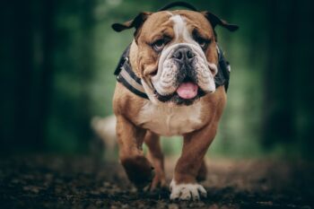 best caller  canine  nutrient  for Bulldogs