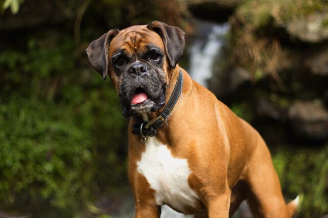 best caller  canine  nutrient  for Boxers