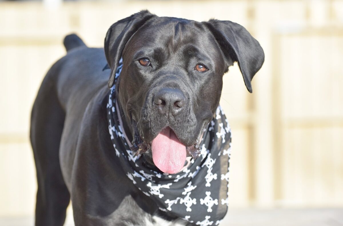 cane corso sensitive stomach