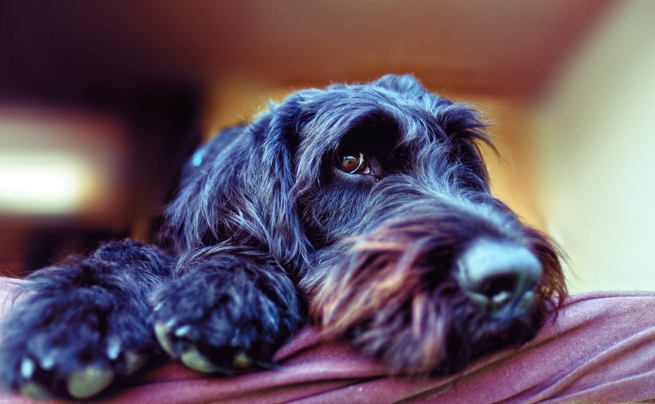 20 Foods for Schnauzer with Sensitive Stomachs
