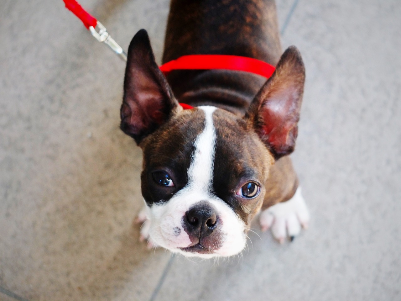 best caller  canine  nutrient  for Boston Terriers