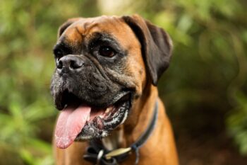 best fresh dog food for Boxers