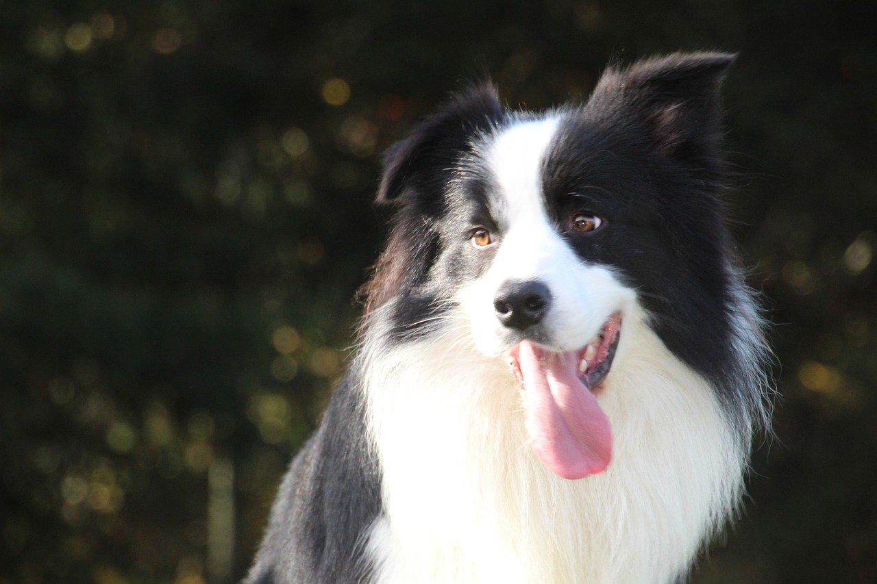 best caller  canine  nutrient  for Border Collies