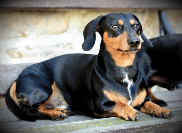 best caller  canine  nutrient  for Dachshunds