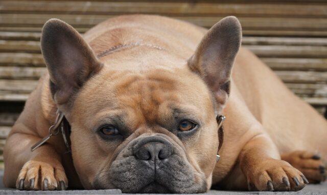 best fresh dog food for French Bulldogs