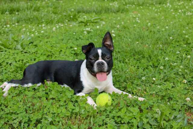 best fresh dog food for Boston Terriers