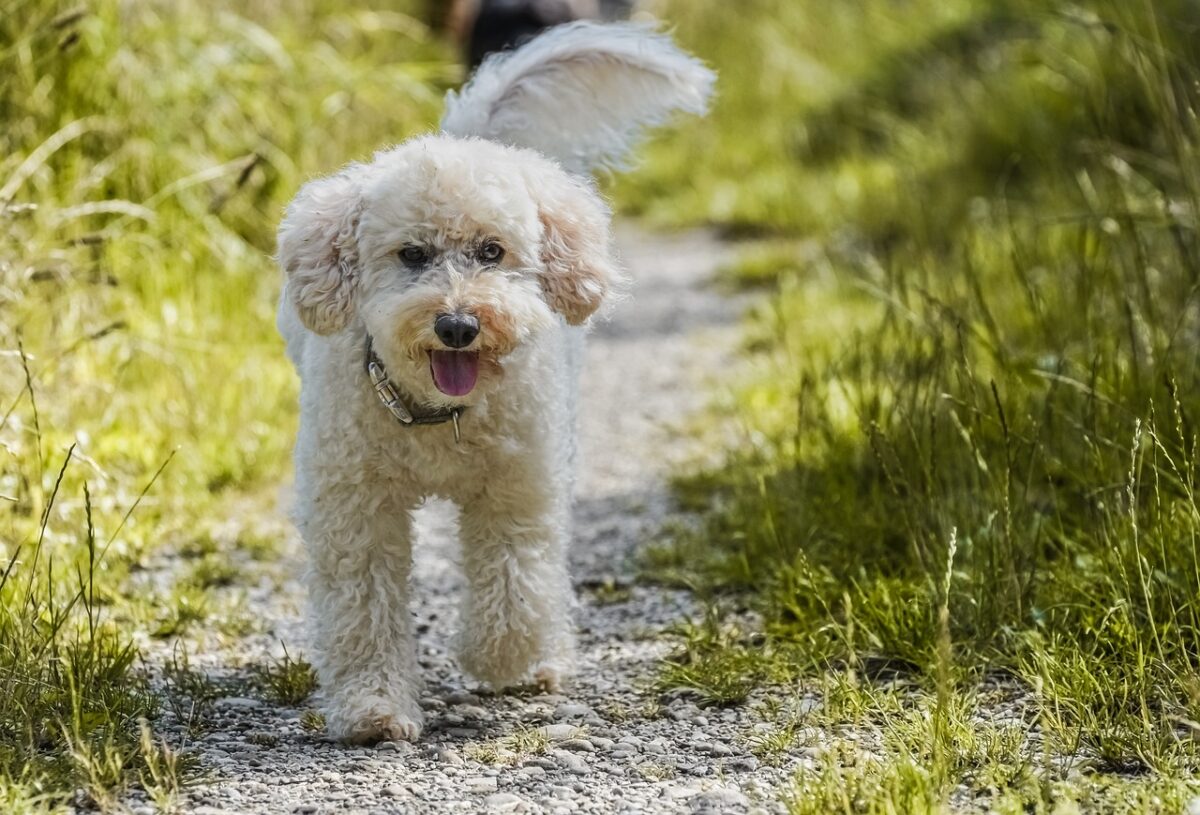 how to discipline a poodle