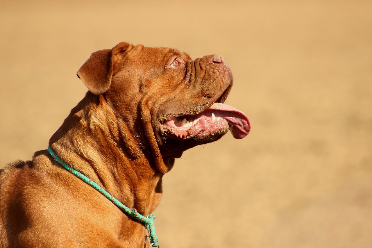 best caller  canine  nutrient  for Dogues De Bordeaux