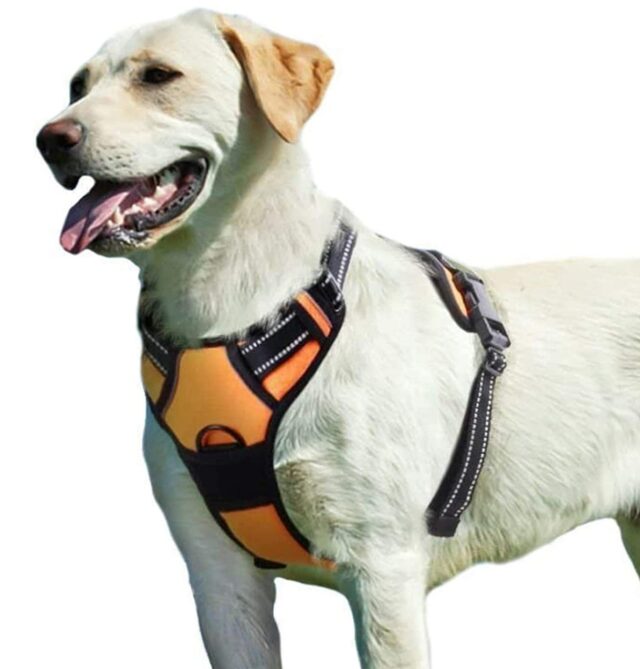 best dog harnesses 