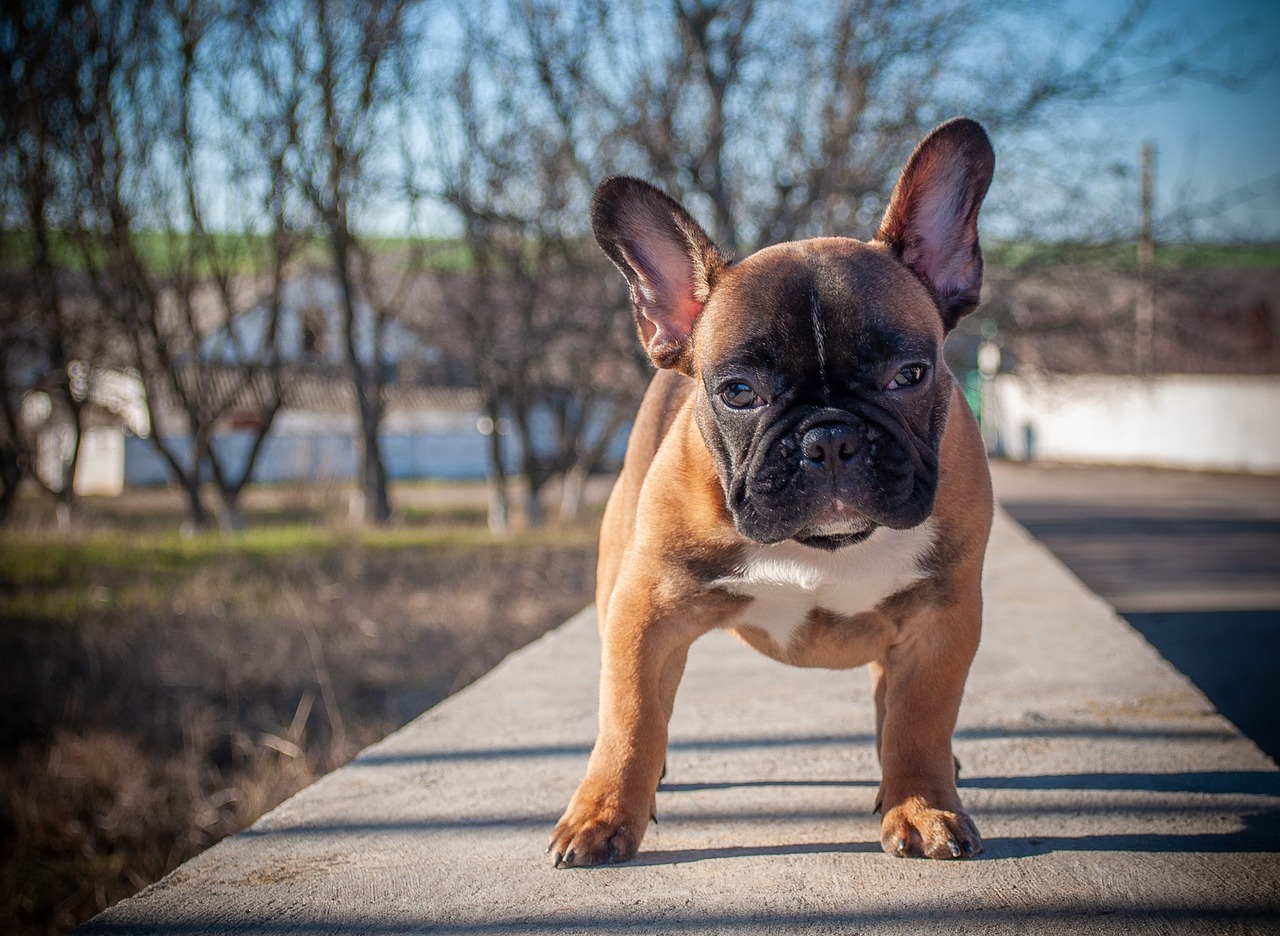 best fresh dog food for French Bulldogs