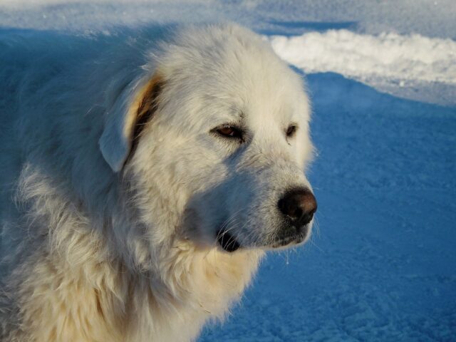 best fresh dog food for Great Pyrenees